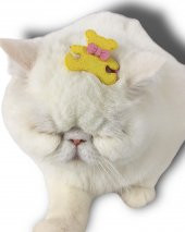 Kedi Tokası Teddy Serisi Yellow - 1