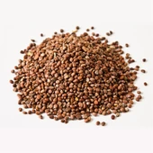 Turp Tohumu (Kg) - 1