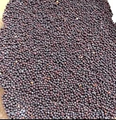 Hardal Tohumu Siyah (Kg) - 1