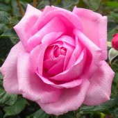 Tüplü Rose Dot Pembe-Beyaz Renk Kokulu Yediveren Gül Fidanı - 1