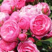 Tüplü Katmerli Pomponella Pembe Renkli Yediveren Gül Fidanı - 1