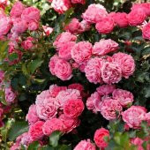 Tüplü Katmerli Moin Moin Pembe Renkli Yediveren Gül Fidanı - 1