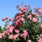 Tüplü Harlekin Pembe Beyaz Kokulu Yediveren Sarmaşık Gül Fidanı - 1