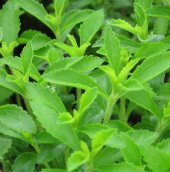 Doğal Şeker Otu Stevia Tohumu (5000 tohum) - 1