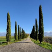 Tüplü Kara Servi (Cupressus sempervirens) Fidanı (20-30 cm) - 2