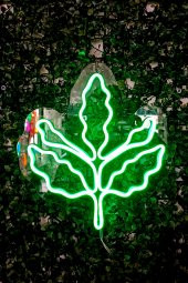 Palamut Dalı Yaprağı Taraftar Ürünü Neon Led Işıklı Tablo - 1