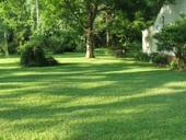 Lawn&Art Shade-Cool Mix Gölge Alanlar için Çim Tohumu Karışımı 1 kg - 4