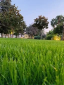 Master Lawn 6 Mix Karışım Çim Tohumu 1 kg - 3