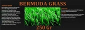 Bermuda Çimi (Ayrık Otu)Tohumu 250 gr - 1