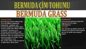 Bermuda Çimi (Ayrık Otu)Tohumu 1 kg - 1
