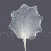 Badem Şekeri İçin Kıvrımlı Raket 72 Adet - 3