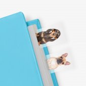 Mustard Dog in a Book - 1