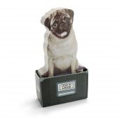 Mustard Dog in a Box - 2
