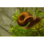Salyangoz Ramshorn 15 Adet Tek tip - 1