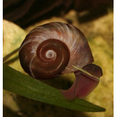 Salyangoz Ramshorn 15 Adet Tek tip - 2