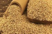 MARAŞ  AŞURELİK YARMA(DÖVME) 1 KG - 1