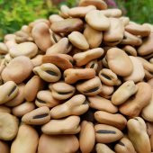 naturalköyürünleri Kuru Bakla 500 Gr - 1
