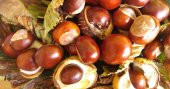 naturalköyürünleri FESMİNA AT KESTANESİ YAĞI 20 ML - 1
