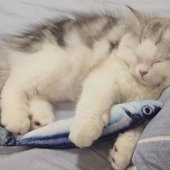 Kedi Oyuncağı - 3