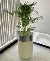 Dekoratif Krom Darbuka Beyaz Saksı 70cm thumbnail 1