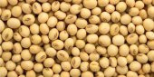 Dökme Bakliyat Soya Fasulyesi - 1 kg - 1