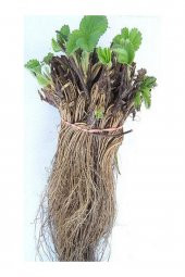 20 Adet Camarosa Açık Kök Frigo Tz.yediveren Çilek Fidesi Fidanı thumbnail 2