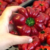 Domates Biberi Tohumu 15+ Tohum thumbnail 1