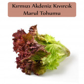 Kırmızı Marul Tohumu 1 Paket Akdeniz Kıvırcık Tohumu Kapalı Paket Yüksek Verimli Tohum - 1