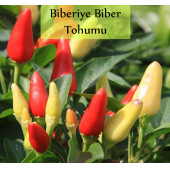 Mini Acı Biber Tohumu 1 Paket Cin Biberi Tohumu Acı Biber Biberiye Tohumu Yüksek Verimli Tohum - 1