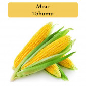 Mısır Tohumu 1 Paket  Tatlı Mısır Tohumu Kapalı Paket Yüksek Verimli Tohum - 1