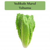 Yedikule Marul Tohumu 1 Paket Yedi Kule Marul Tohumu Kapalı Paket Yüksek Verimli Tohum - 1