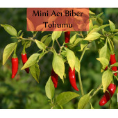 Mini Acı Biber Tohumu 1 Paket Cin Biberi Tohumu Acı Biber Biberiye Tohumu Yüksek Verimli Tohum - 1