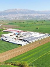 Ev Yapımı Pekmezli Üzüm Sucuğu 1Kg - 3