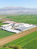 Sızma Zeytinyağı 500 ML - 3