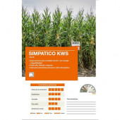KWS SİMPATİCO 65 Günlük Silaj Mısır Tohumu 50- BİN ADET - 2