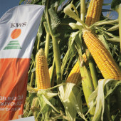 KWS SİMPATİCO 65 Günlük Silaj Mısır Tohumu 50- BİN ADET - 4