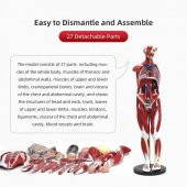 Tüm Vücut Kas Eğitim Maketi Model 37 - 3