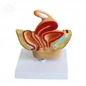 Kadın Pelvik Taban Maketi Model 38 - 1