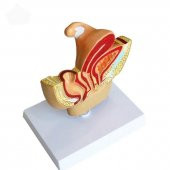 Kadın Pelvik Taban Maketi Model 38 - 2