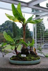 Muz Bonzai Tohumu Saksı Toprak Seti ( Banana Bonsai ) - 2