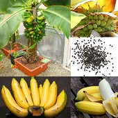 Muz Bonzai Tohumu Saksı Toprak Seti ( Banana Bonsai ) - 4