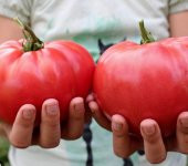 Atalık Pembe Köy  Domatesi Tohumu - 1
