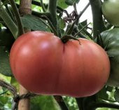 Atalık Pembe Köy  Domatesi Tohumu - 2