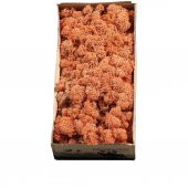 Mango Şoklanmış İzlanda  Reindermoss Teraryum Yosunu Sphangum 30 Gr - 1