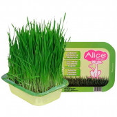 Alice Sindirimi Rahatlatıcı Kedi Çimi - 1