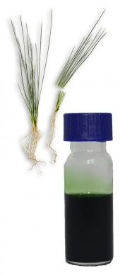 Vetiveria Zizanioides Yeşil Vetiver Extra Double Distile Bakır Kazan Natürel Koku 1ml - 1