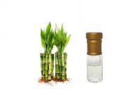 Bambu Bambusoideae Yağı Buhar Distile Natürel Koku 1ml - 1