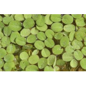 salvinia natans akvaryum su üstü bitkisi 10 adet - 2