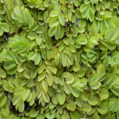 salvinia natans akvaryum su üstü bitkisi 10 adet - 4