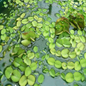 salvinia natans akvaryum su üstü bitkisi 10 adet - 5